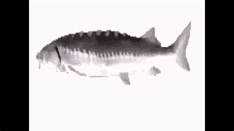 fish meme gif|Spinning Fish .